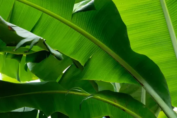 Framed Print : Costa Rica, Banana leaves