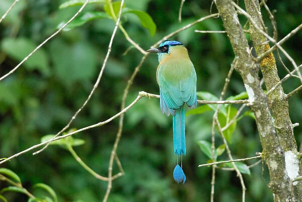 Costa Rica, Blue-crowned motmot in cloud forest