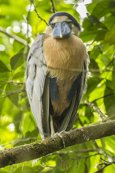 Costa Rica. Boat-billed heron close-up. Credit as: Cathy & Gordon Illg  /  Jaynes Gallery