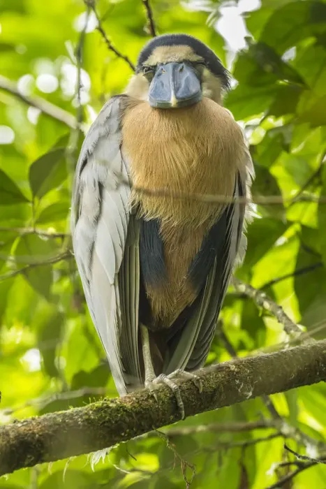 Framed Print : Costa Rica. Boat-billed heron close-up. Credit as: Cathy & Gordon Illg / Jaynes Gallery Framed Print : Costa Rica. Boat-billed heron close-up. Credit as: Cathy & Gordon Illg / Jaynes Gallery