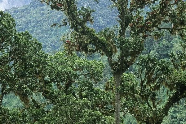 Costa Rica, Chirripo National Park, View of cloud forest