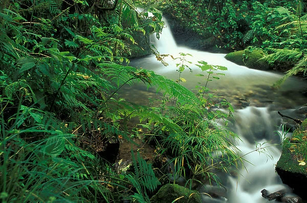 Costa Rica, Cloud Forest Stream