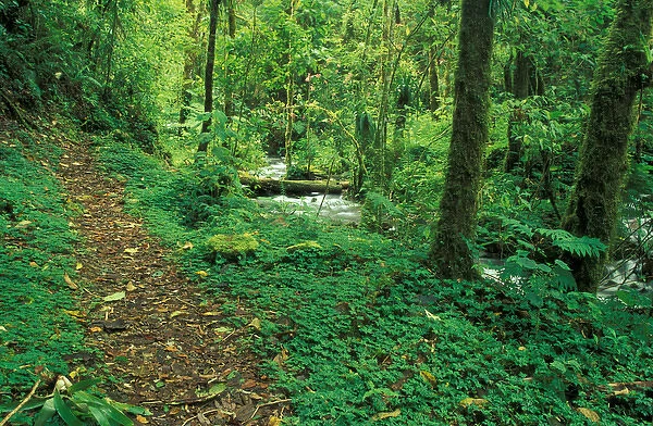 Costa Rica, Cloud Forest Trail