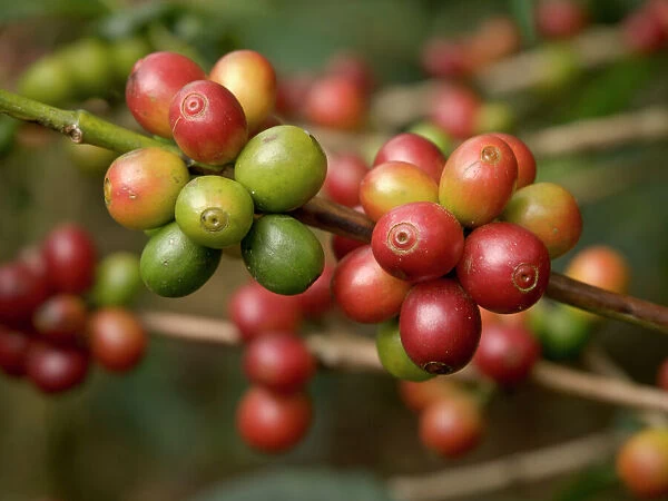 Costa Rica, coffee beans on coffee bush