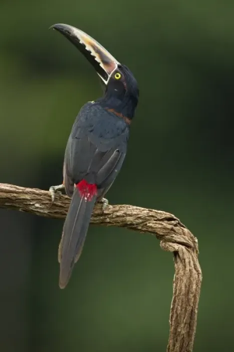 Framed Print : Costa Rica; Collared Aracari, Pteroglossus torquatus, perched on branch