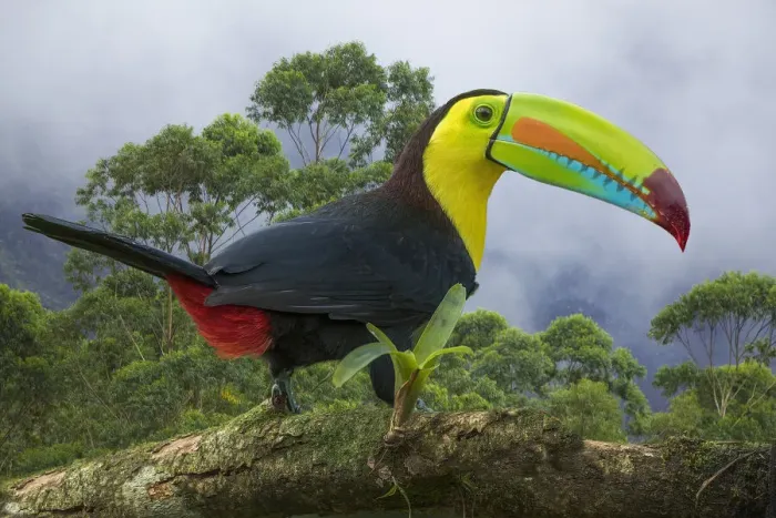 Framed Print : Costa Rica. Composite close-up of keel-billed toucan