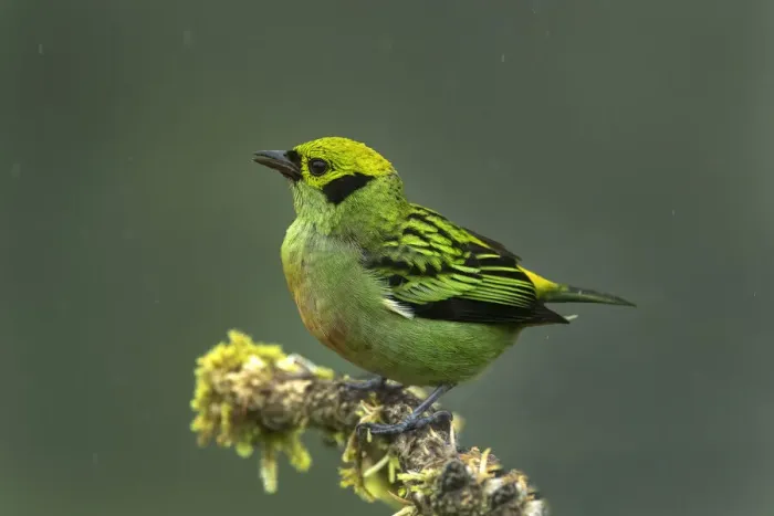 Framed Print : Costa Rica. Emerald tanager bird close-up Framed Print : Costa Rica. Emerald tanager bird close-up