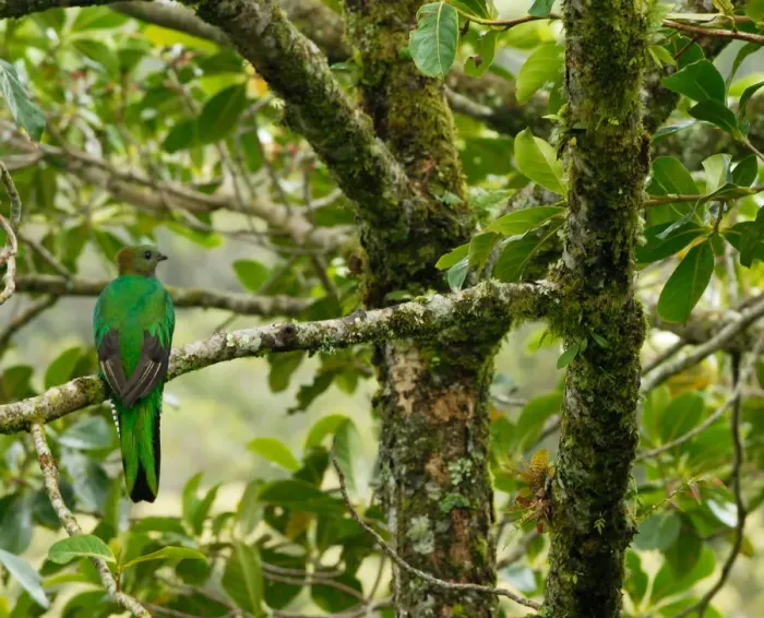 Framed Print : Costa Rica, female respendent quetzal in avocado tree, a favored food of quetzal Framed Print : Costa Rica, female respendent quetzal in avocado tree, a favored food of quetzal