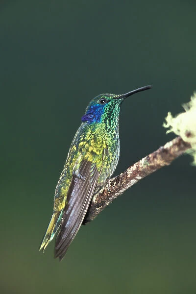 Costa Rica. Green Violet Ear