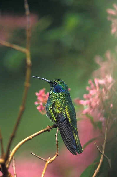 Costa Rica, Green Violet Ear, Colibri Thalassinus