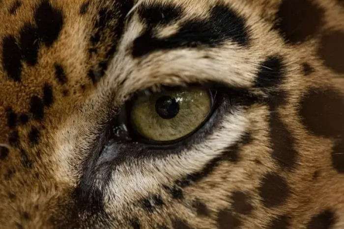 Framed Print : Costa Rica, Guanacaste Province, Captive Jaguar (Felis onca) at Las Pumas Research Center