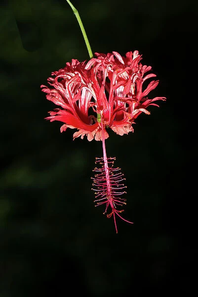 Costa Rica, hibiscus