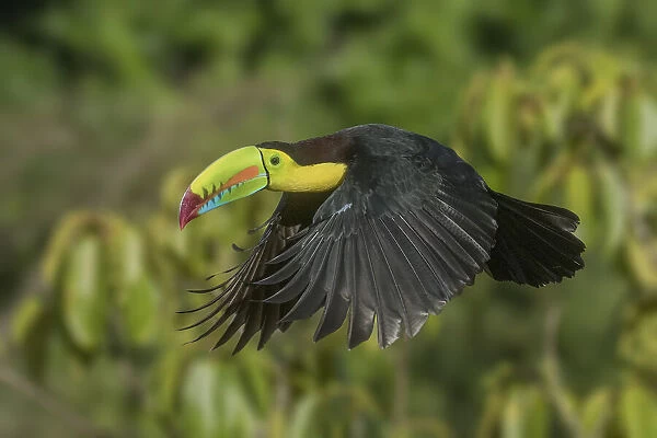 Costa Rica. Keel-billed toucan in flight