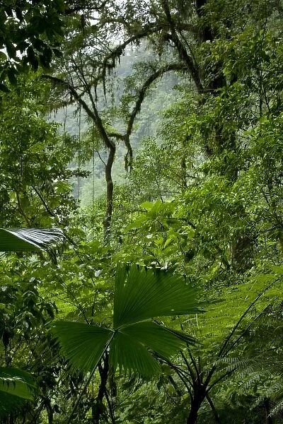 Costa Rica, La Fortuna, Rainforest along Fortuna River