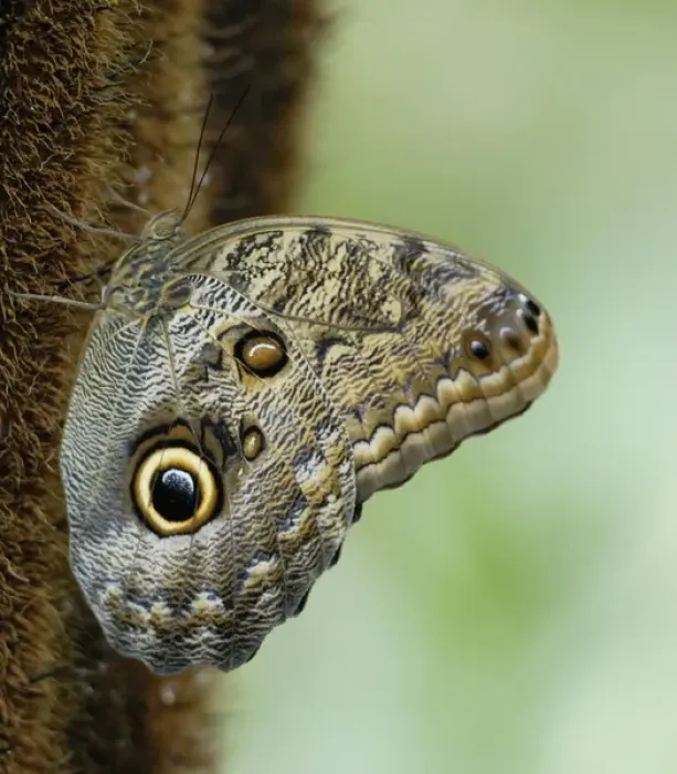 Framed Print : Costa Rica, La Paz, Magnificient Owl Butterfly on stalk Framed Print : Costa Rica, La Paz, Magnificient Owl Butterfly on stalk