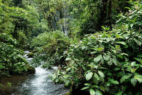 Costa Rica, La Paz, rainforest and stream