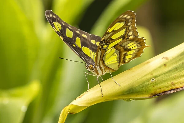 Costa Rica, La Paz River Valley. Captive butterfly in La Paz Waterfall Garden. Credit as