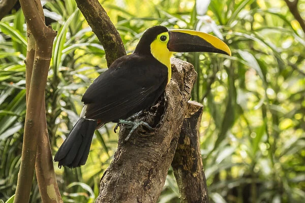 Costa Rica, La Paz River Valley. Captive black-mandibled toucan on tree. Credit as