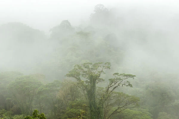 Costa Rica, La Paz River Valley, La Paz Waterfall Garden. Fog over rainforest. Credit as