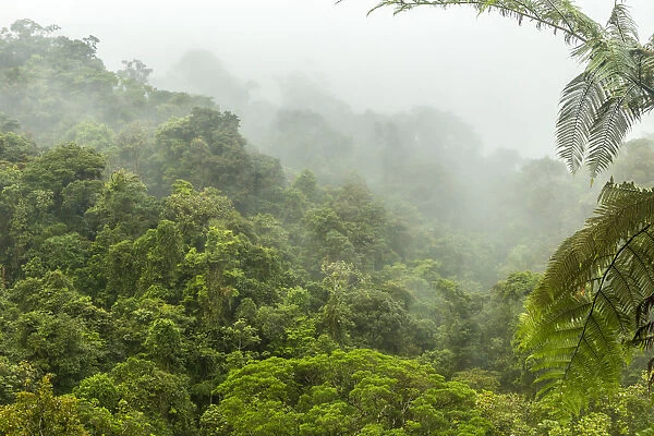 Costa Rica, La Paz River Valley, La Paz Waterfall Garden. Fog over rainforest. Credit as