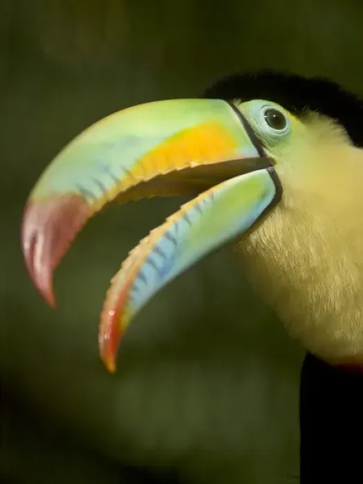 Framed Print : Costa Rica, La Paz, toucan, captive Framed Print : Costa Rica, La Paz, toucan, captive