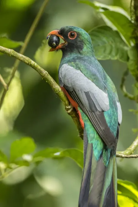 Framed Print : Costa Rica, La Selva Biological Research Station. Slaty-tailed trogon on limb. Credit as