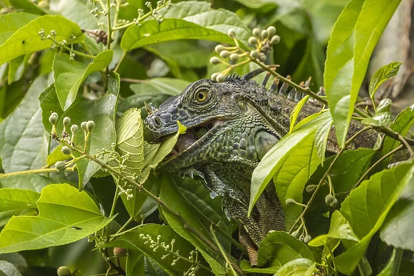 Costa Rica, La Selva Biological Research Station. Green iguana feeding. Credit as