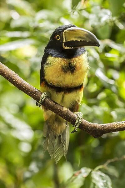 Costa Rica, La Selva Biological Research Station. Collared aricari on limb. Credit as