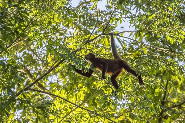 Costa Rica, La Selva Biological Research Station. Spider monkey in tree. Credit as