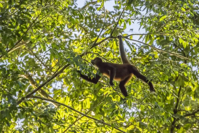 Framed Print : Costa Rica, La Selva Biological Research Station. Spider monkey in tree. Credit as Framed Print : Costa Rica, La Selva Biological Research Station. Spider monkey in tree. Credit as