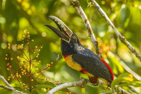 Costa Rica, La Selva Biological Station. Collared aricari on limb