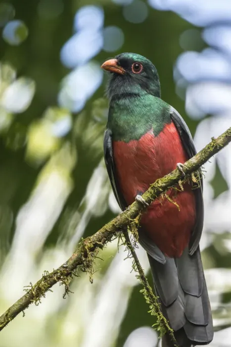 Framed Print : Costa Rica, La Selva Biological Station. Slaty-tailed trogon on limb Framed Print : Costa Rica, La Selva Biological Station. Slaty-tailed trogon on limb