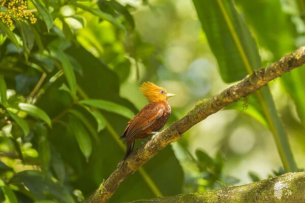 Costa Rica, La Selva Biological Station. Chestnut-collared woodpecker on limb. Credit as