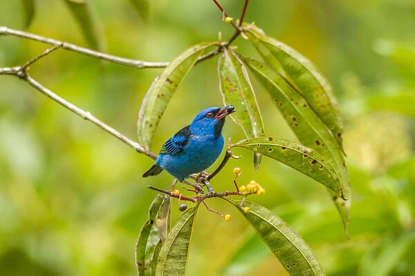 Costa Rica, La Selva Biological Station. Blue dacnis bird feeding