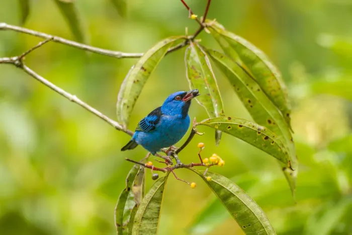 Framed Print : Costa Rica, La Selva Biological Station. Blue dacnis bird feeding Framed Print : Costa Rica, La Selva Biological Station. Blue dacnis bird feeding