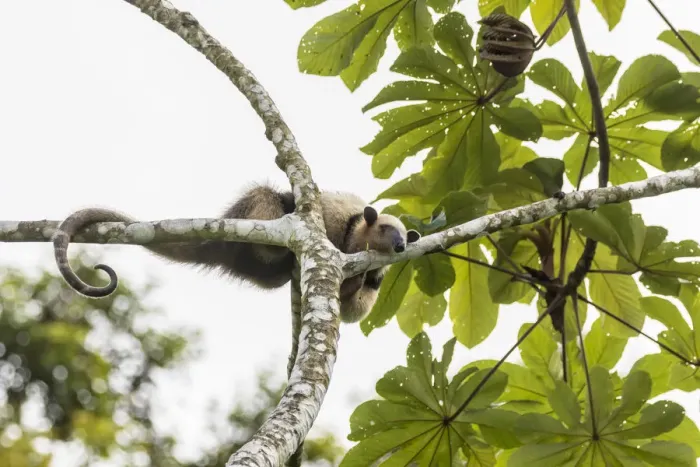 Framed Print : Costa Rica, Lake Arenal. Northern tamandua anteater in tree Framed Print : Costa Rica, Lake Arenal. Northern tamandua anteater in tree