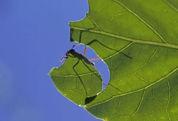 Costa Rica, Leaf cutter ants, Atta cephalotes