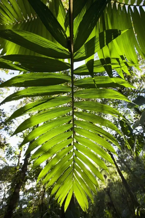 Framed Print : Costa Rica, Los Angeles Cloud Forest Reserve, Afternoon sun lights leaves in lush