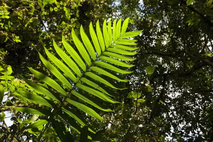 Framed Print : Costa Rica, Los Angeles Cloud Forest Reserve, Afternoon sun lights palm leaves above Framed Print : Costa Rica, Los Angeles Cloud Forest Reserve, Afternoon sun lights palm leaves above