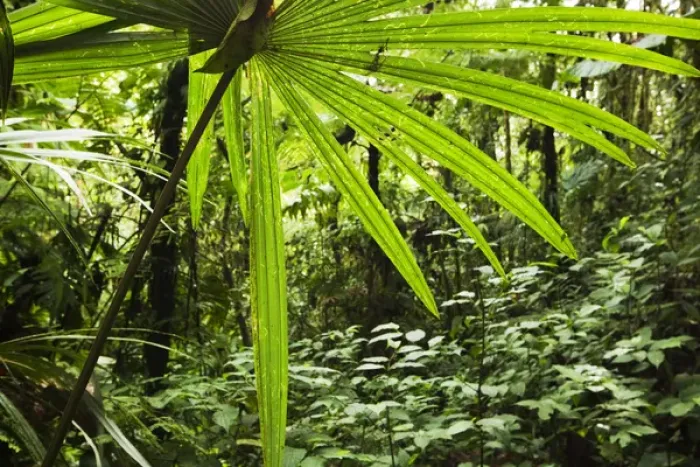 Framed Print : Costa Rica, Los Angeles Cloud Forest Reserve, Lush vegetation of forest floor Framed Print : Costa Rica, Los Angeles Cloud Forest Reserve, Lush vegetation of forest floor