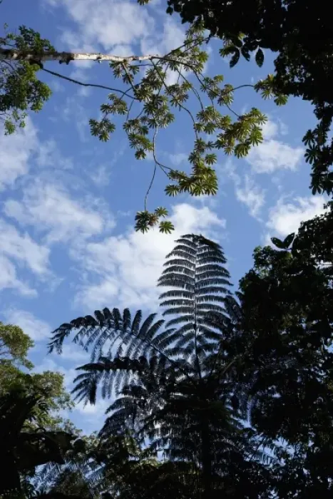 Framed Print : Costa Rica, Los Angeles Cloud Forest Reserve, Tree fern in shadows on forest floor