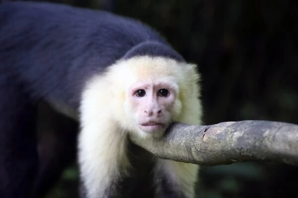 Costa Rica, Manuel Antonio. Capuchin, or White-Faced Monkey at Manuel Antonio National Park