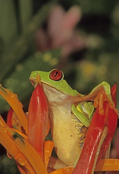 06. Costa Rica, Mating Red-eyed Tree Frog Agalychnis callidryas