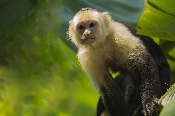 Costa Rica, monkey, spider monkey, tree