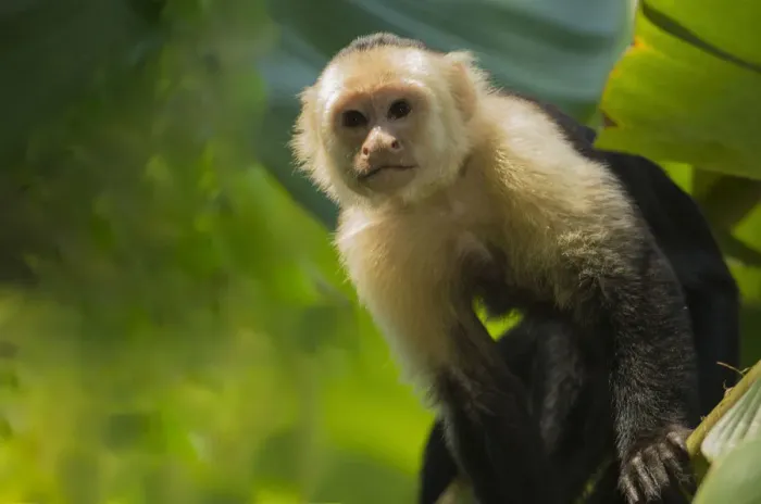 Framed Print : Costa Rica, monkey, spider monkey, tree