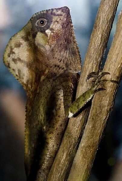 Costa Rica, Monte Verde, Cask-Headed Lizard, Captive