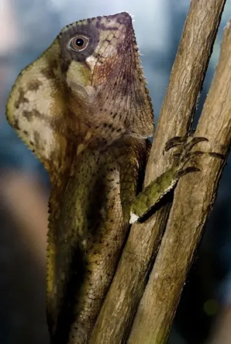 Framed Print : Costa Rica, Monte Verde, Cask-Headed Lizard, Captive Framed Print : Costa Rica, Monte Verde, Cask-Headed Lizard, Captive
