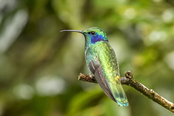 Costa Rica, Monte Verde Cloud Forest Reserve. Green violet-ear close-up. Credit as