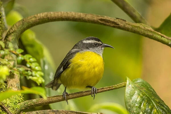 Costa Rica, Monte Verde Cloud Forest Reserve. Bananaquit bird close-up. Credit as