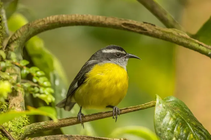 Framed Print : Costa Rica, Monte Verde Cloud Forest Reserve. Bananaquit bird close-up. Credit as Framed Print : Costa Rica, Monte Verde Cloud Forest Reserve. Bananaquit bird close-up. Credit as